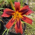 HEAVENLY TIGER TAILS - HEAVENLY TIGER TAILS